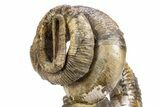 Cretaceous Heteromorph Ammonite (Didymoceras) - South Dakota #306621-5